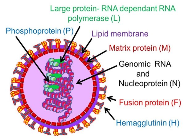 Rubella Virus (German Measles) (1)