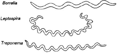 Spirochetales Treponema, Borrelia, and Leptospira