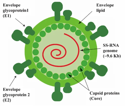 Hepatitis C Virus (HCV)