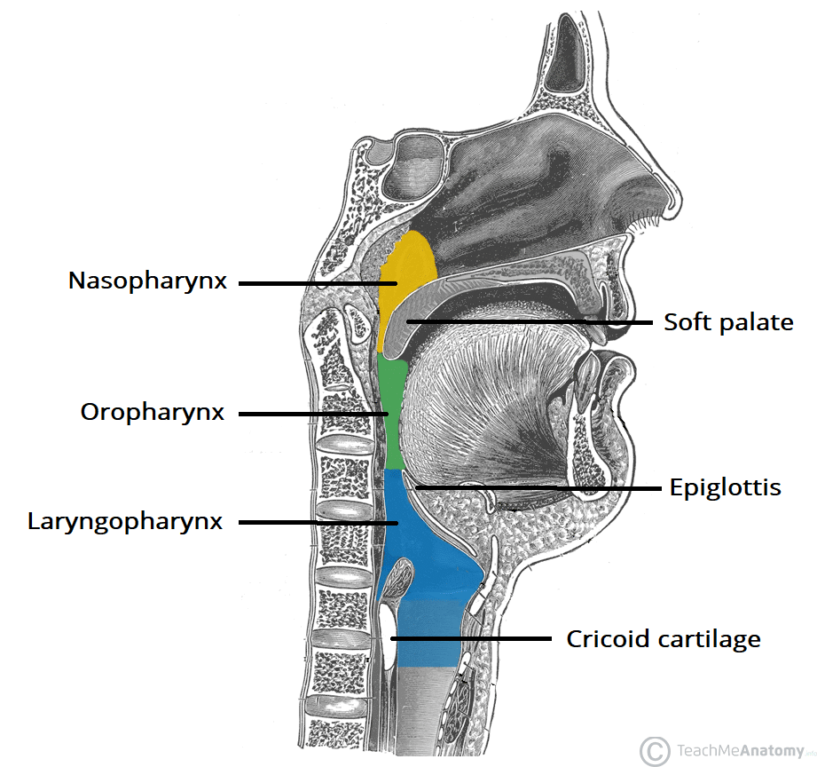 Pharynx Diagram