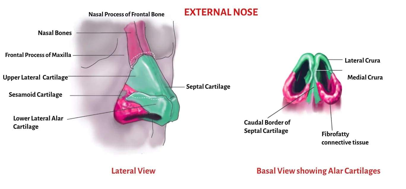 External Nose Structure Diagram