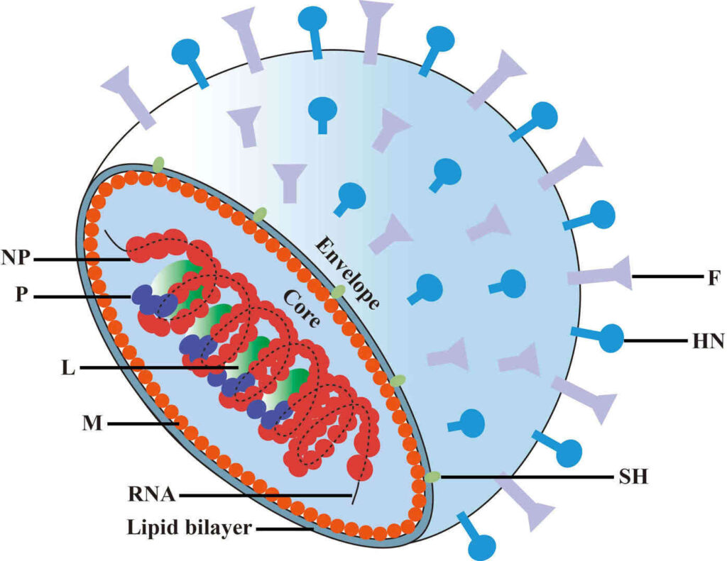 mumps virus