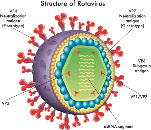 rota virus