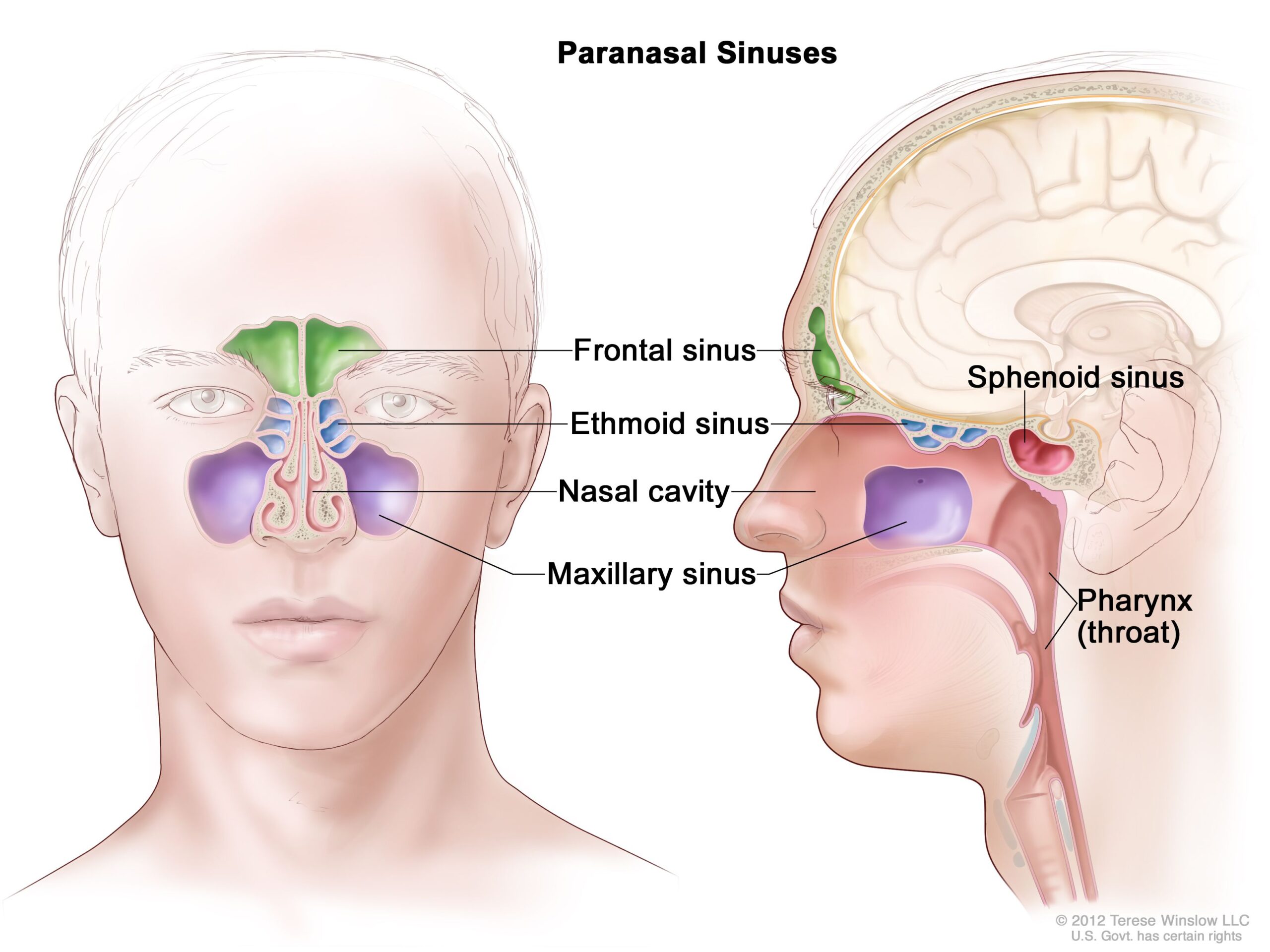 Paranasal Sinuses Diagram