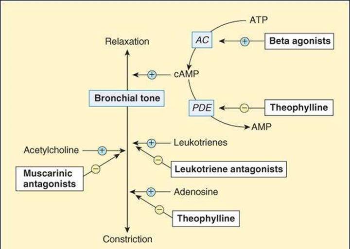 Bronchial Asthma pharmacology