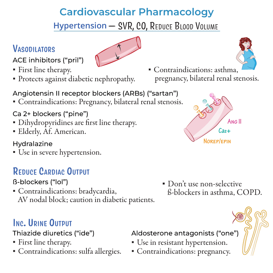 Cardiovascular Pharmacology: Antihypertensive Drugs