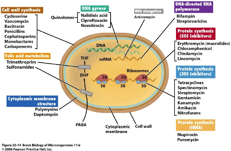 Pharmacology of Antibacterial Agents