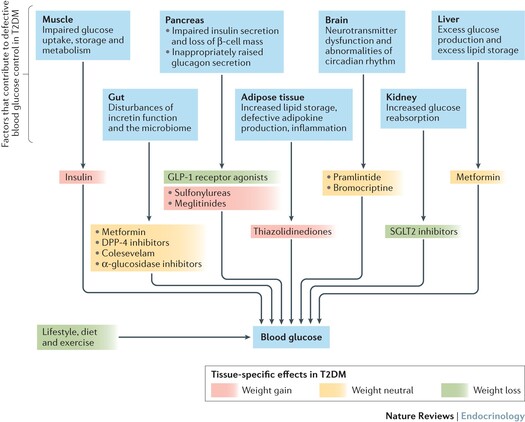 Endocrine Pharmacology and Diabetes Mellitus Management