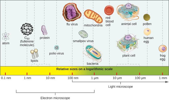 Microorganisms and Their Characteristics