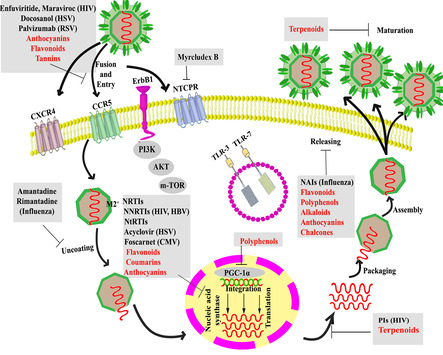 Pharmacology of Antiviral Agents
