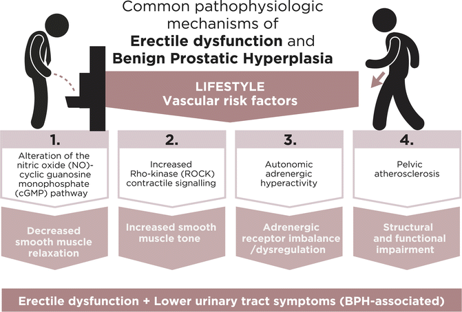 Pharmacology of Erectile Dysfunction (ED) & Benign Prostatic Hyperplasia (BPH)