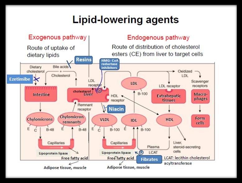 Pharmacology of Lipid-Lowering Drugs & Cardiovascular Prevention