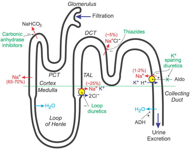 Pharmacology of the Renal System: Diuretics
