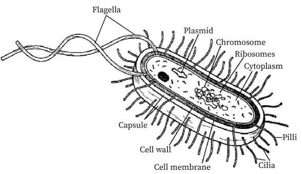 Structure of Micro-organisms