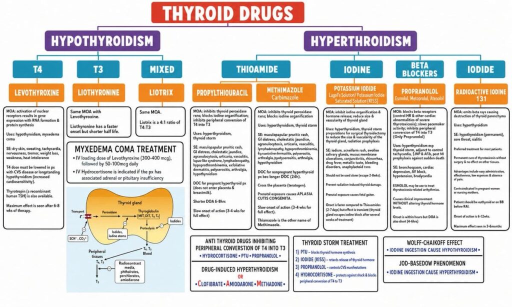 Thyroid and Antithyroid Drugs