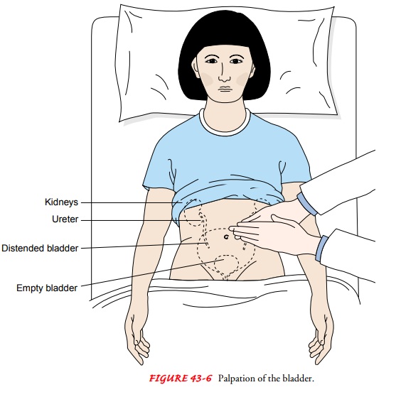 Genitourinary System Examination