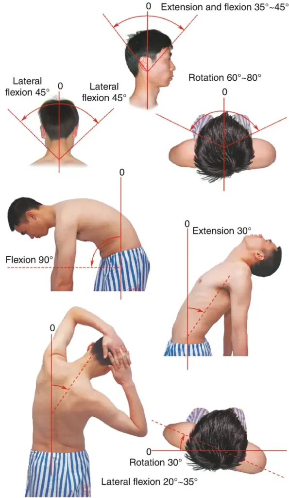 Musculoskeletal System Assessment