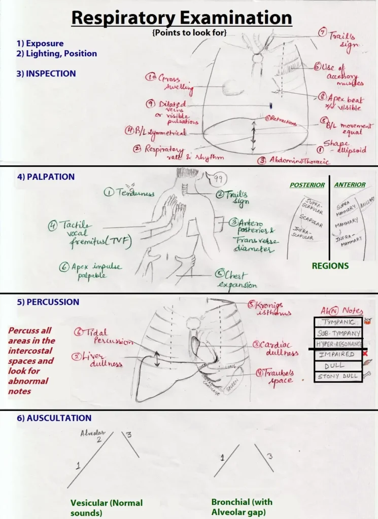 Respiratory System Assessment