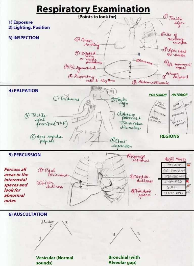 Respiratory System Assessment 