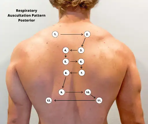Auscultation Pattern Compressed